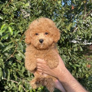 Pusik Maltipoo