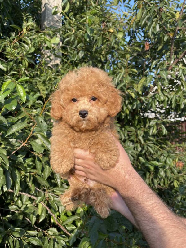 Pusik Maltipoo