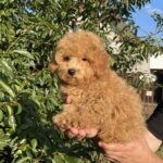 Pusik-male-maltipoo-puppy-for-sale-1 (3)