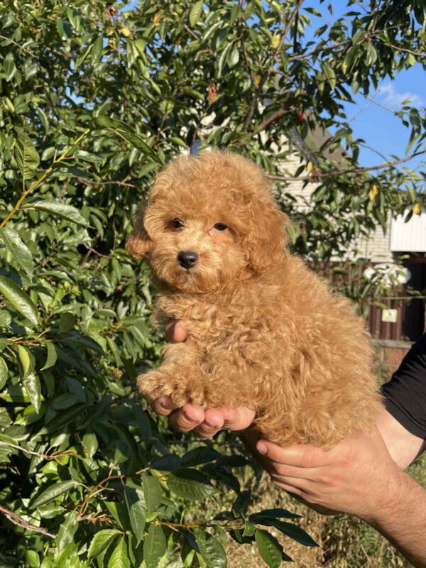 Pusik Maltipoo