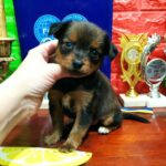 Quarra-female-Russian-Toy-puppy-for-sale-1