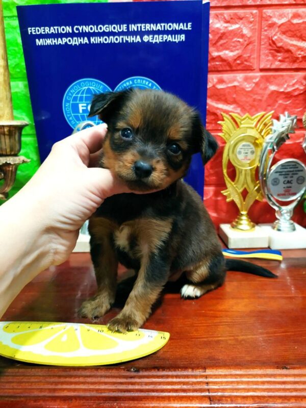 Quarra Russian Toy Terrier