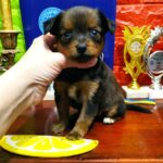 Quarra-female-Russian-Toy-puppy-for-sale-2