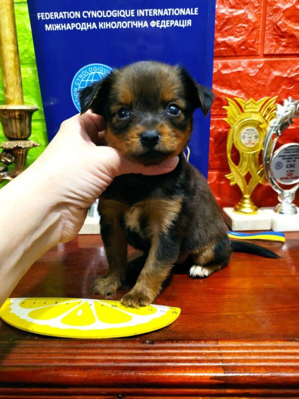 Quarra Russian Toy Terrier