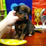 Quarra-female-Russian-Toy-puppy-for-sale-3