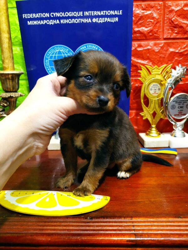 Quarra Russian Toy Terrier