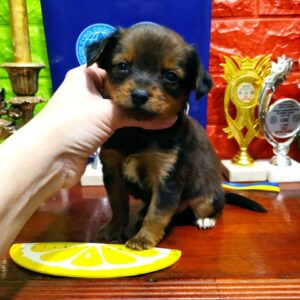 Quarra Russian Toy Terrier