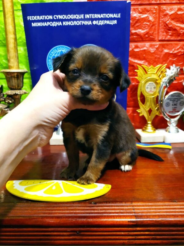 Quarra Russian Toy Terrier