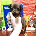 Quarra-female-Russian-Toy-puppy-for-sale-5