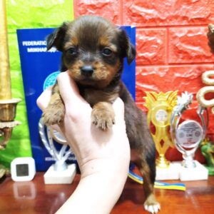 Quarra Russian Toy Terrier