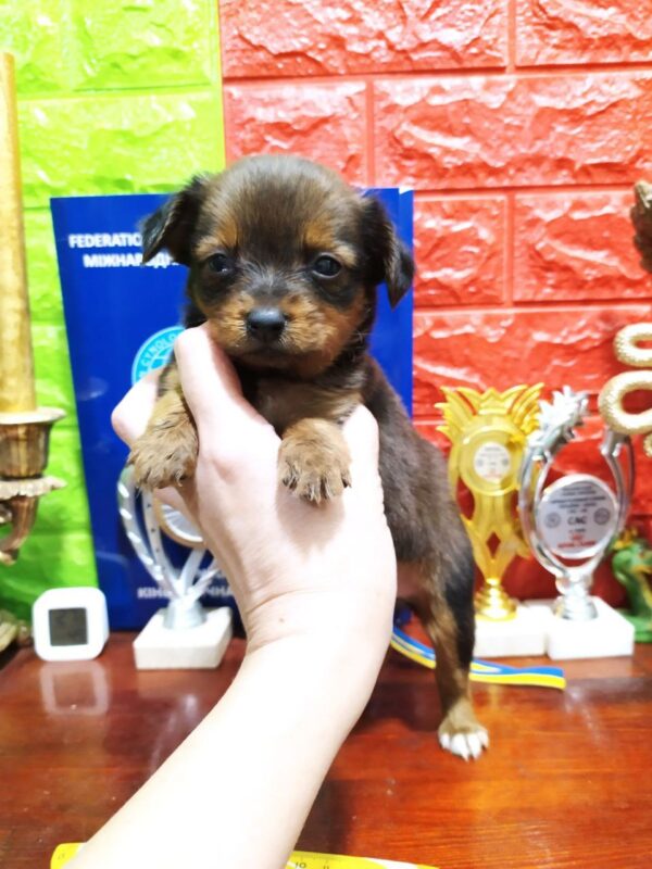 Quarra Russian Toy Terrier