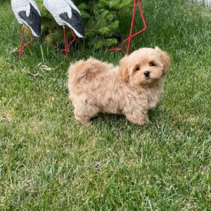 Querra Maltipoo