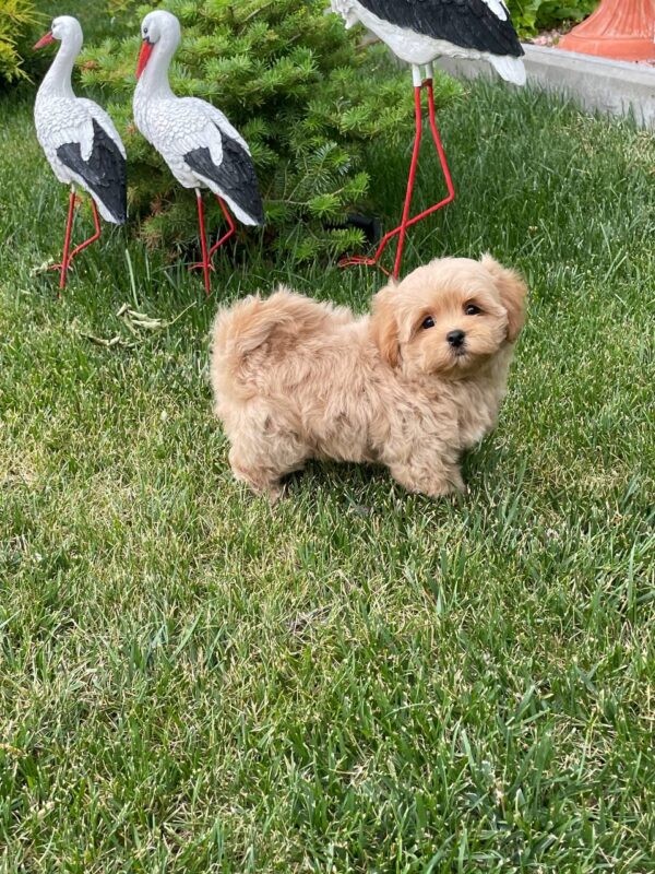 Querra Maltipoo