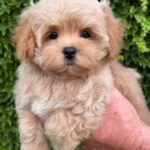 Querra-female-maltipoo-puppy-for-sale- (2)