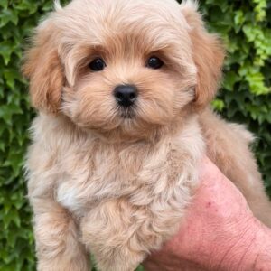 Querra Maltipoo