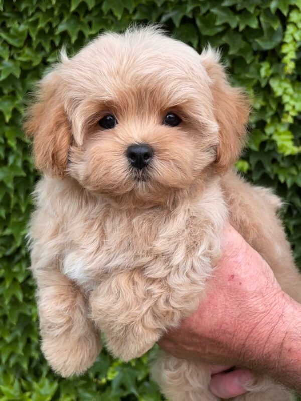 Querra Maltipoo