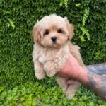 Querra-female-maltipoo-puppy-for-sale- (3)