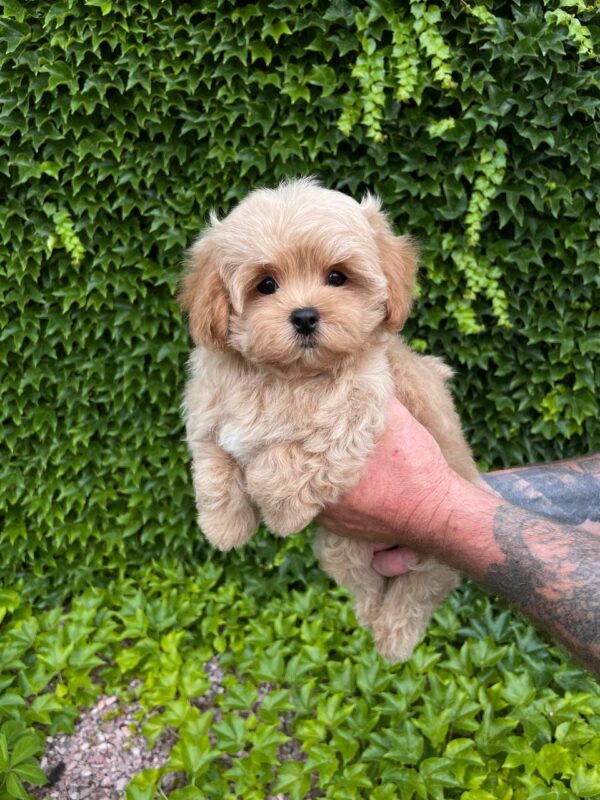 Querra Maltipoo