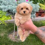 Querra-female-maltipoo-puppy-for-sale- (4)