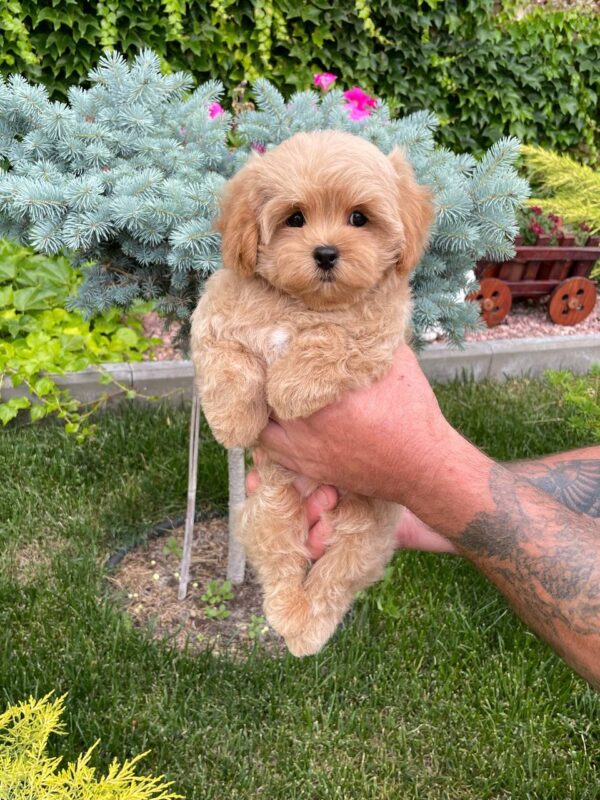 Querra Maltipoo
