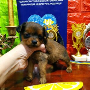 Quilla Russian Toy Terrier