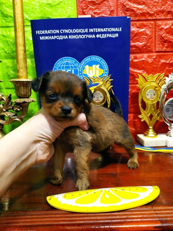 Quilla Russian Toy Terrier