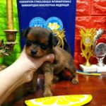 Quilla-female-Russian-Toy-puppy-for-sale-2
