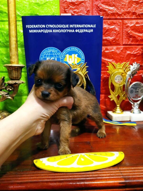 Quilla Russian Toy Terrier