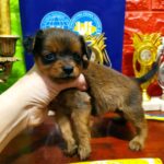 Quilla-female-Russian-Toy-puppy-for-sale-3