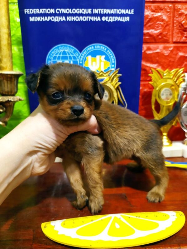 Quilla Russian Toy Terrier