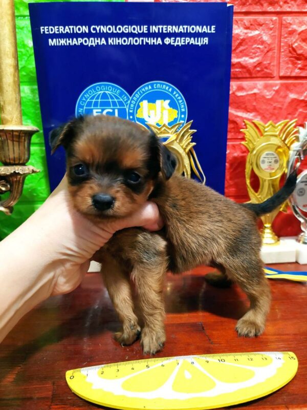 Quilla Russian Toy Terrier
