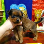 Quilla-female-Russian-Toy-puppy-for-sale-5