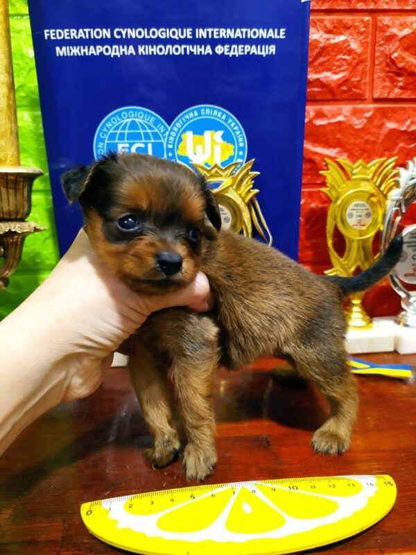 Quilla Russian Toy Terrier