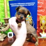 Jordan Russian Toy Terrier