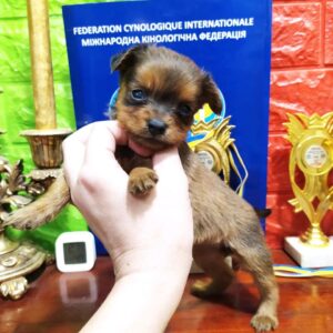 Quilla Russian Toy Terrier