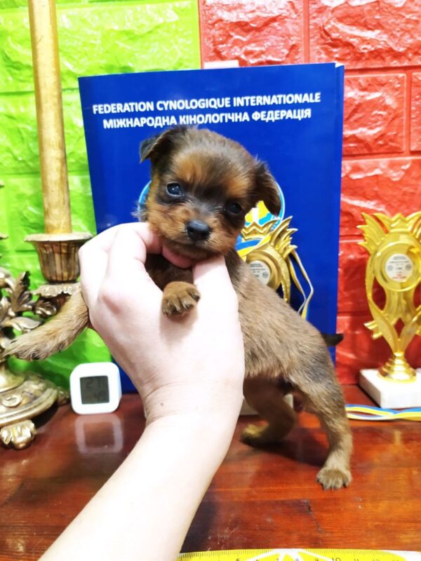Quilla Russian Toy Terrier