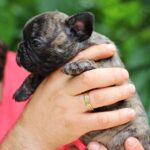 Rada-female-French-Bulldog-puppy-for-sale-1
