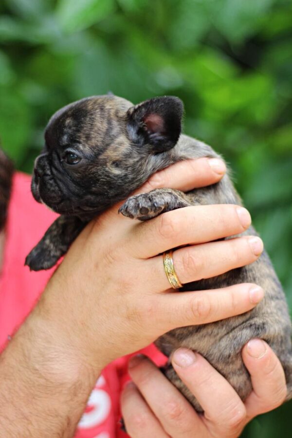 Rada French Bulldog