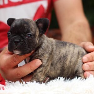 Rada French Bulldog