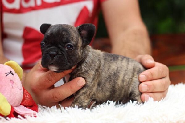 Rada French Bulldog