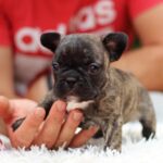 Rada-female-French-Bulldog-puppy-for-sale-3