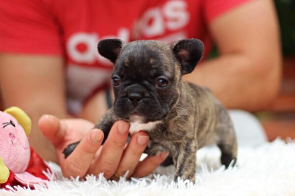 Rada French Bulldog