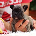 Rada-female-French-Bulldog-puppy-for-sale-4