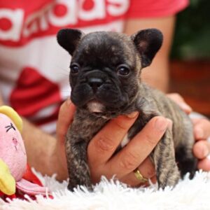 Rada French Bulldog