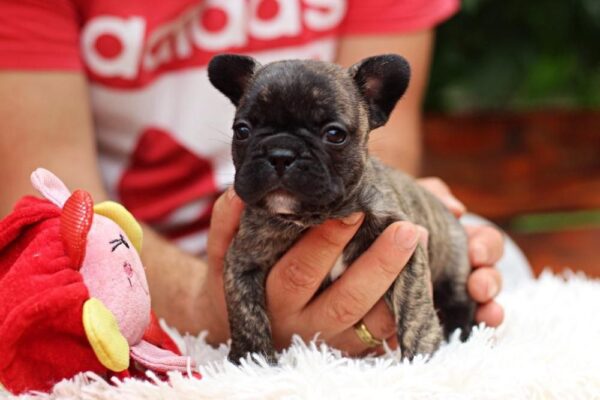 Rada French Bulldog