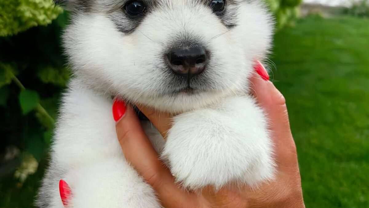 Puppy Malamute Hypoallergenic Hypoallergenic Dogs Small Black Dog