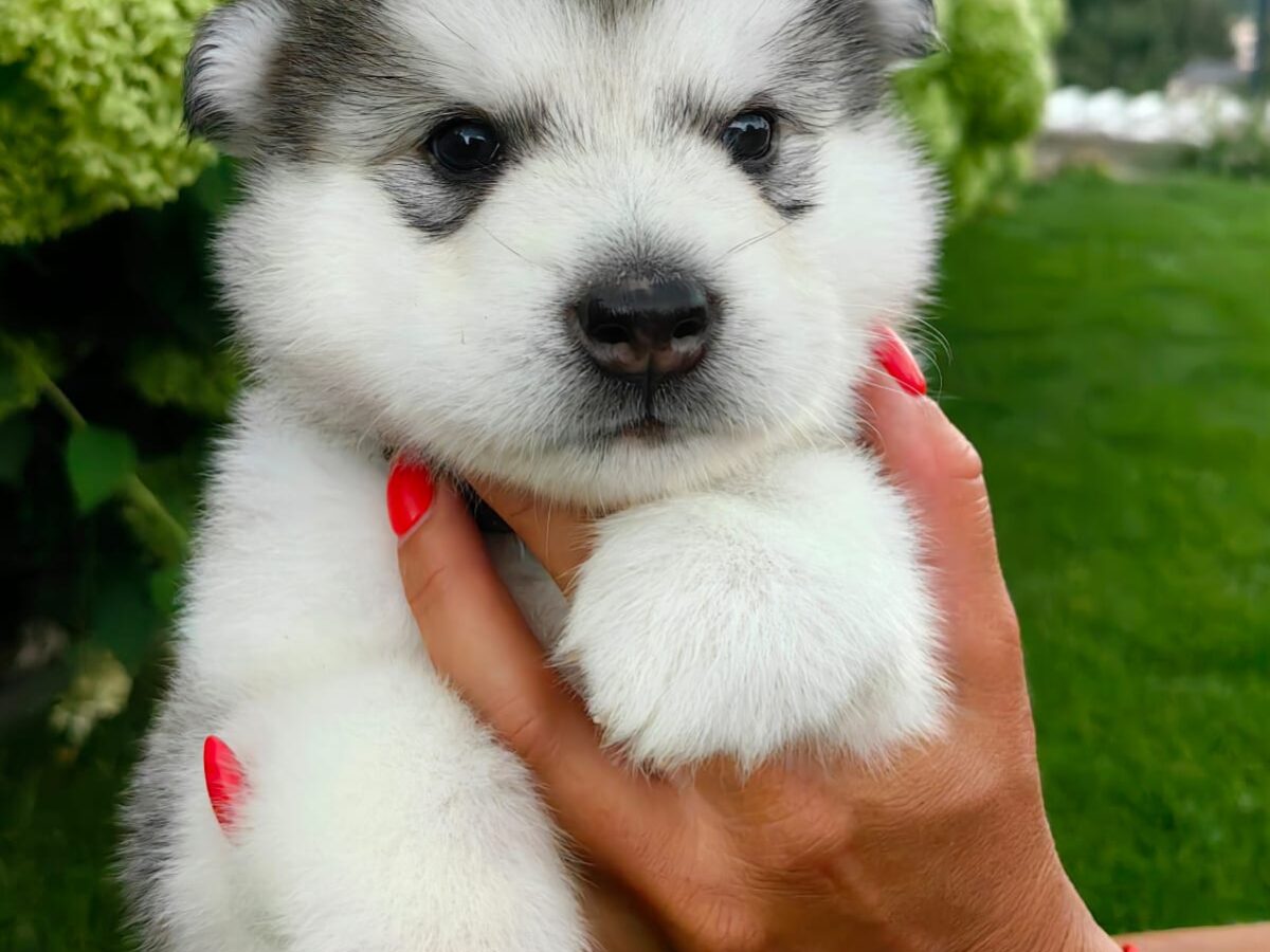 Big Alaskan Malamute Sable Alaskan Malamute Big Brown White