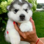 Chase Alaskan Malamute