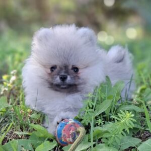 Ramses Pomeranian