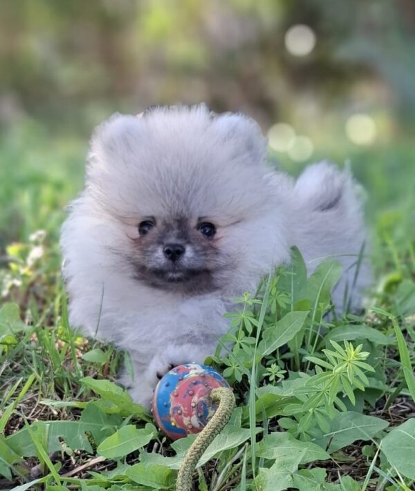 Ramses Pomeranian